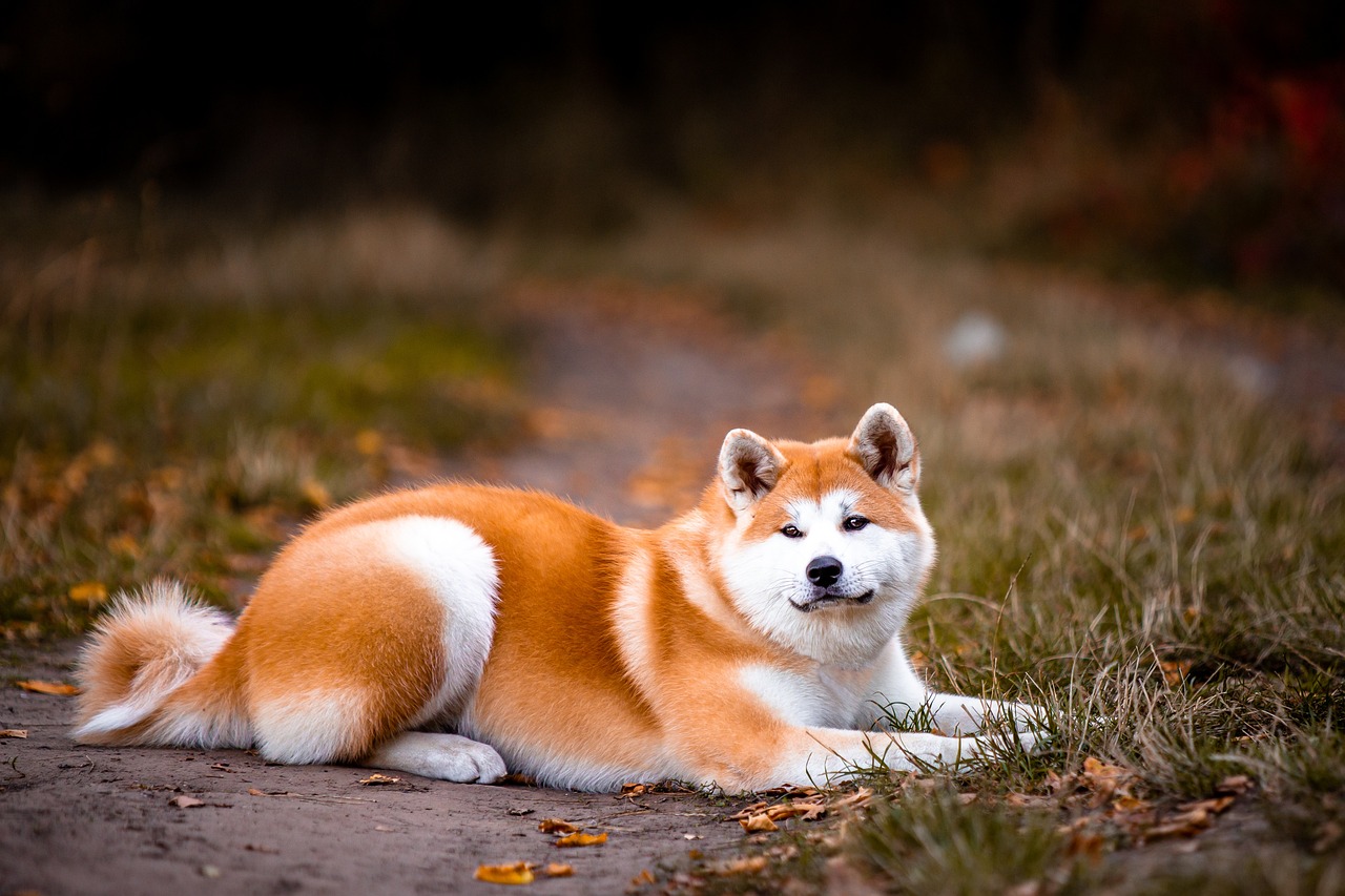 plemeno Akita