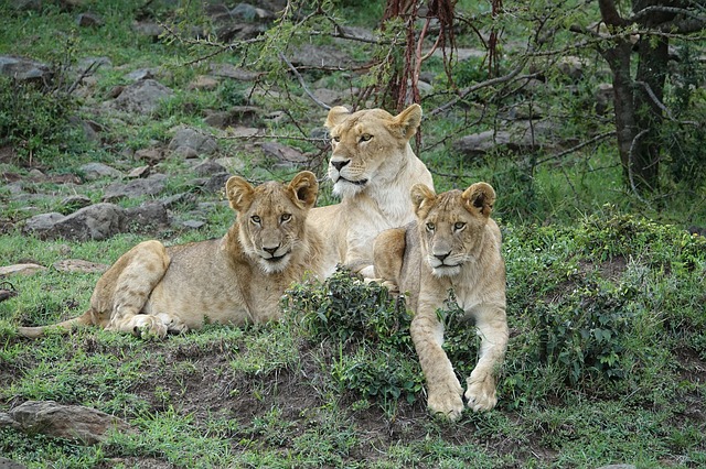 tři lvice